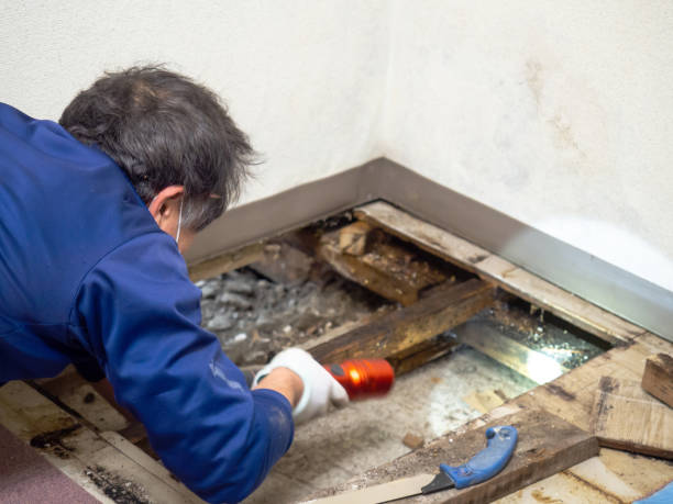 Best Kitchen Mold Remediation in Necedah, WI