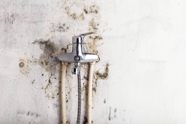 Best Emergency Mold Remediation in Necedah, WI