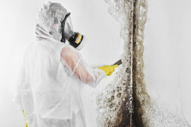 Best Basement Mold Remediation in Necedah, WI