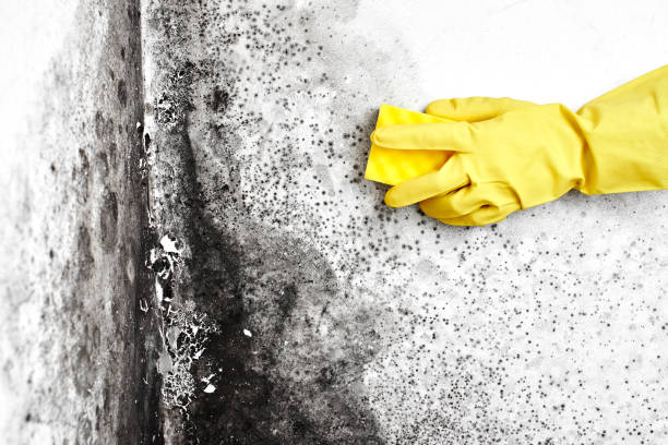 Best Preventive Mold Services in Necedah, WI