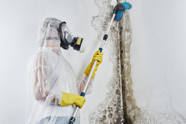 Best Insurance-Related Mold Remediation in Necedah, WI