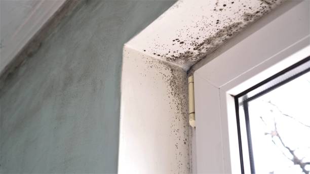 Best Post-Flood Mold Remediation in Necedah, WI