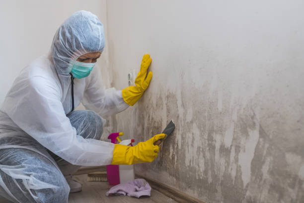 Best Mold Remediation for Specific Building Types in Necedah, WI