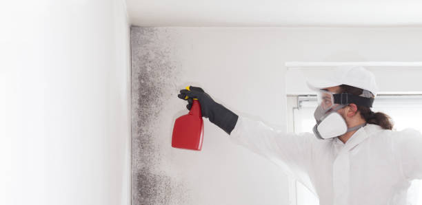 Best Residential Mold Remediation in Necedah, WI