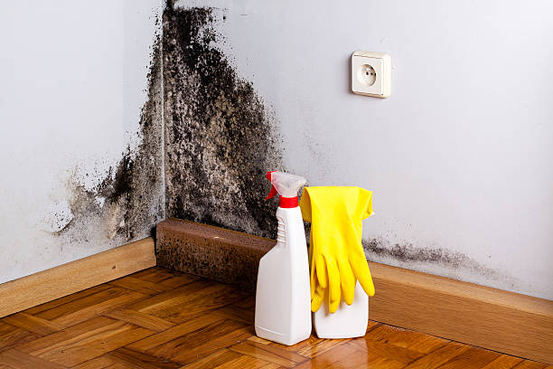 Best Industrial Mold Remediation in Necedah, WI