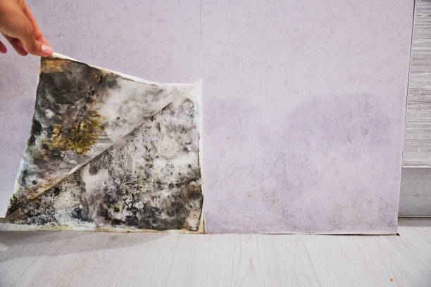 Best DIY Mold Remediation Support Services in Necedah, WI